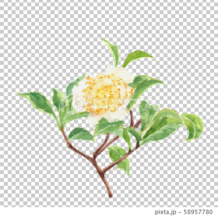 お茶の花 茶の木 水彩のイラスト素材