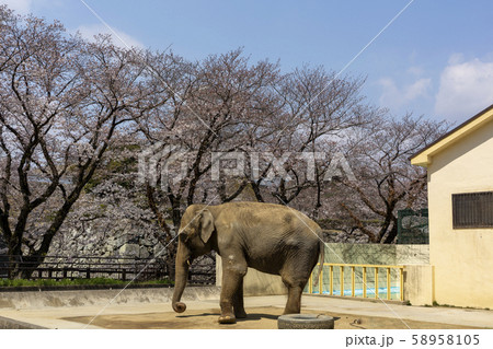 姫子/桜/兵庫 姫子/桜/兵庫 58958105