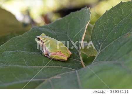 アマガエル アマガエル 58958111
