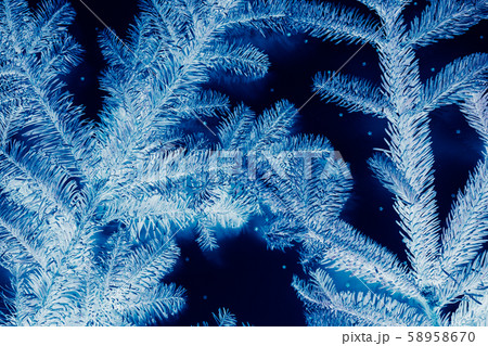 winter holidays blue fir tree negative effect 58958670