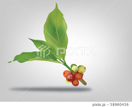 Green leaf coffee  58960456