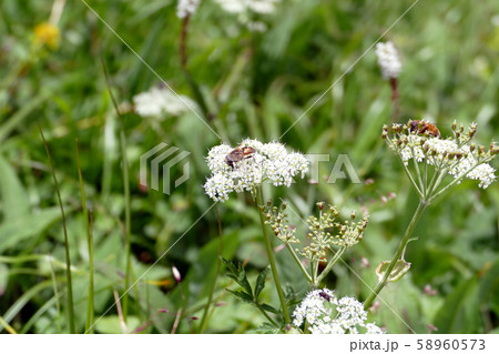 千畳敷カールに咲いた花に集まる虫 58960573