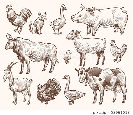 Set Of The Heads Farm Animals .Isolated On White Background.Vintage  Illustration.Hand Drawn Style Royalty Free SVG, Cliparts, Vectors, and  Stock Illustration. Image 58460741.