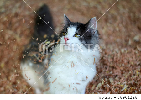 Beautiful cat playing on wooden sawdust 58961228