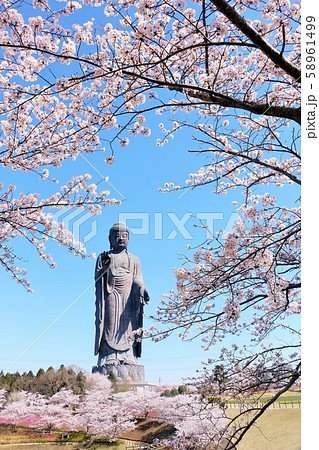 春の桜と牛久大仏 58961499