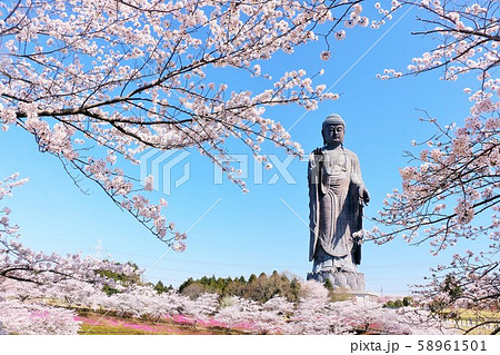 春の桜と牛久大仏 58961501