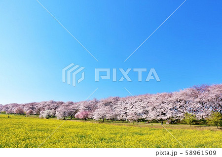 埼玉県 幸手権現堂堤 埼玉県 幸手権現堂堤 58961509