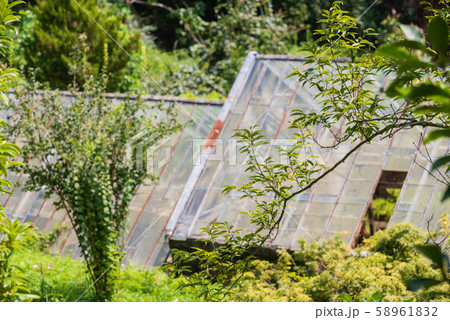 old greenhouse in the garden old greenhouse in the garden 58961832