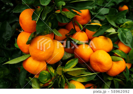 すずなりの紀州みかん 58962092