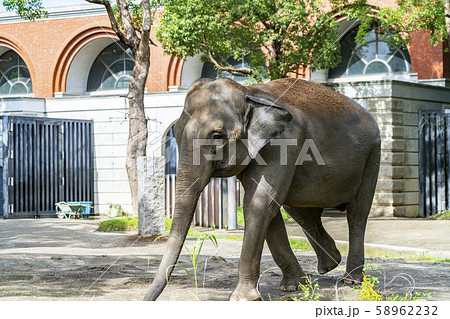 【神奈川県】よこはま動物園ズーラシア インドゾウ 【神奈川県】よこはま動物園ズーラシア インドゾウ 58962232