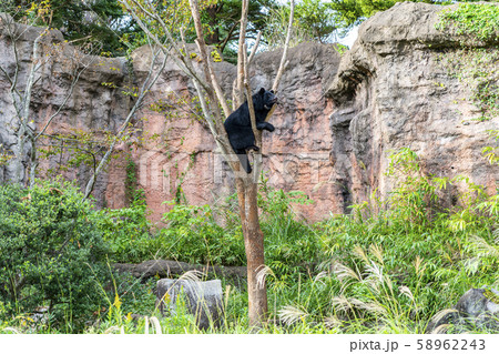 【神奈川県】よこはま動物園ズーラシア　ニホンツキノワグマ 58962243