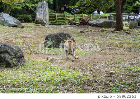 【神奈川県】よこはま動物園ズーラシア　アカカンガルー 58962263