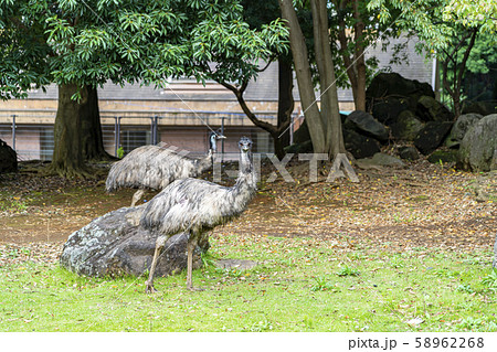 【神奈川県】よこはま動物園ズーラシア エミュー 【神奈川県】よこはま動物園ズーラシア エミュー 58962268