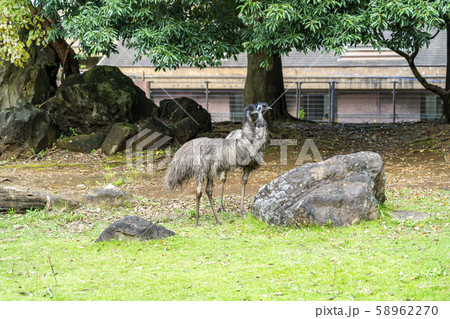 【神奈川県】よこはま動物園ズーラシア　エミュー 58962270