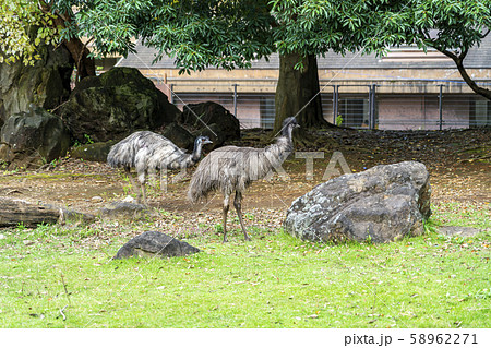 【神奈川県】よこはま動物園ズーラシア　エミュー 58962271