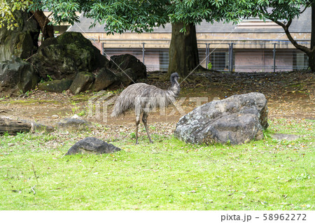【神奈川県】よこはま動物園ズーラシア　エミュー 58962272