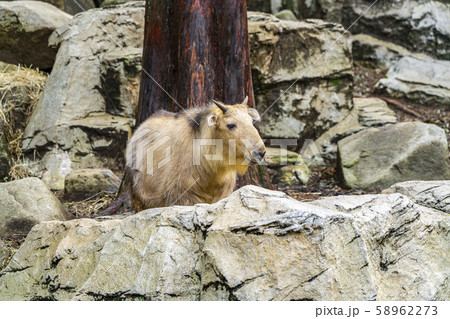 神奈川県 よこはま動物園ズーラシア ゴールデンターキンの写真素材