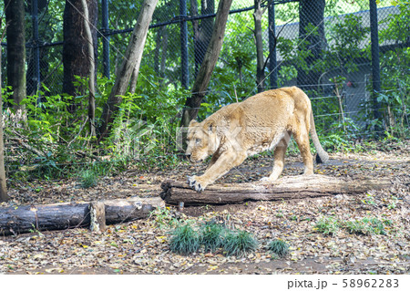 【神奈川県】よこはま動物園ズーラシア　インドライオン 58962283
