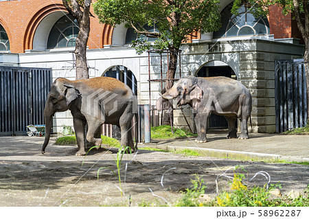 神奈川県 よこはま動物園ズーラシア インドゾウの写真素材
