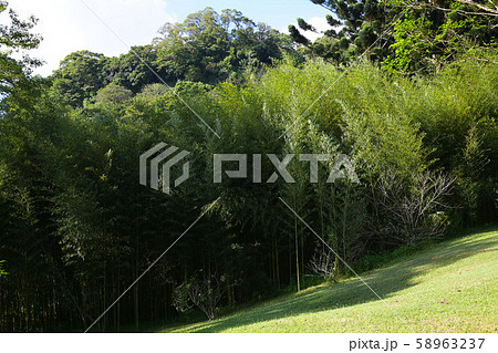 バンブー 青竹 竹 58963237