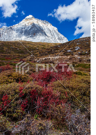 Colorful in autumn forest and snow mountain at 58963437
