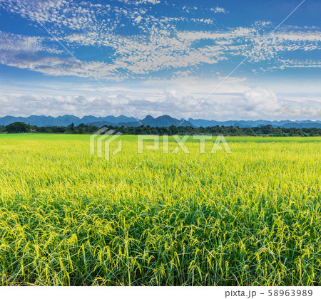 The season of the grain, mature reproductive stage of green paddy rice field with mountain view, beautiful sky, and cloud in Thailand. 58963989