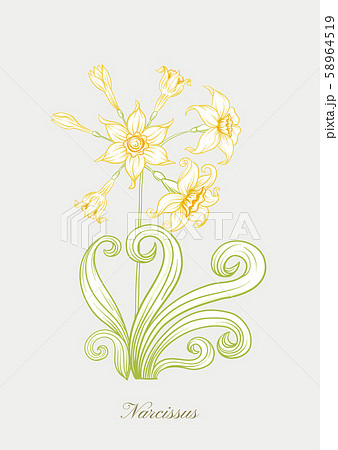 Narcissus color illustration Narcissus color illustration 58964519