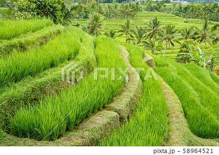 インドネシア バリ島 ジャティルイのライステラス 棚田 インドネシア バリ島 ジャティルイのライステラス 棚田 58964521