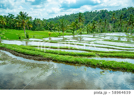 インドネシア　バリ島　ジャティルイのライステラス　水を張った棚田 58964639