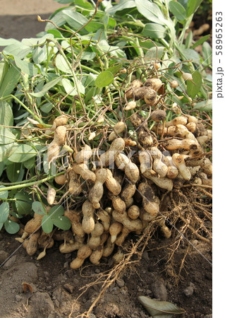 落花生の収穫 落花生の収穫 58965263