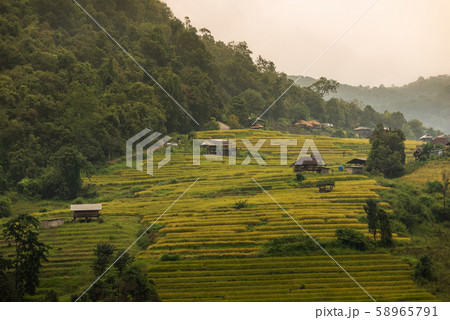 little hut in shade with rice paddy at pa-pong-peang rice terrace north Thailand. 58965791