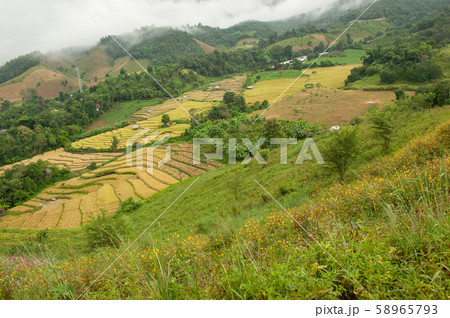 little hut in shade with rice paddy at pa-pong-peang rice terrace north Thailand. little hut in shade with rice paddy at pa-pong-peang rice terrace north Thailand. 58965793