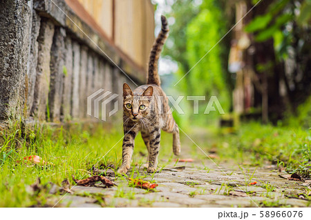 Cute cat walking on a narrow cozy street Ubud 58966076
