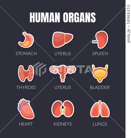 Human Organs Banner Template with Internal Organs, Stomach, Uterus, Spleen, Thyroid, Bladder, Heart 58966353