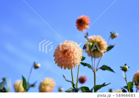 秋の花 ダリア の写真素材 5666