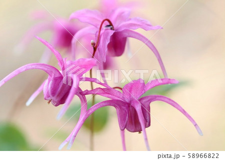 イカリソウ 山野草 濃いピンク色の花の写真素材 5662