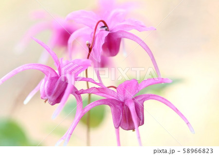 イカリソウ 山野草 濃いピンク色の花 イカリソウ 山野草 濃いピンク色の花 58966823