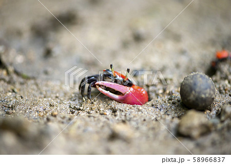 ベニシオマネキ 58966837