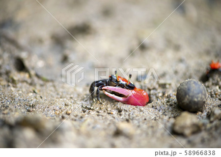 ベニシオマネキ 58966838