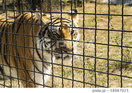 Adult tiger in the zoo behind the fence. 58967025