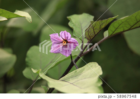 茄子の花 58967548