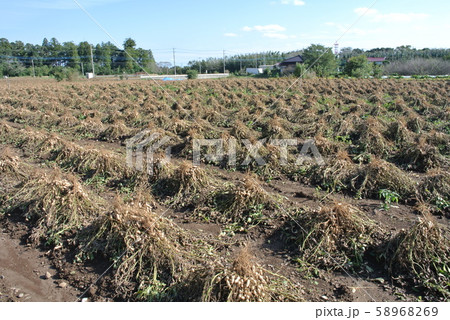 落花生の収穫 58968269
