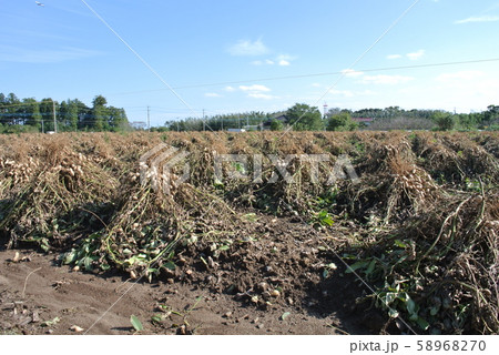 落花生の収穫 58968270
