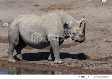 Black Rhinoceros - Etosha National Park - Namibia Black Rhinoceros - Etosha National Park - Namibia 58968662