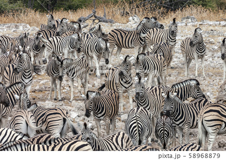 Herd of Zebra - Etosha National Park - Namibia 58968879