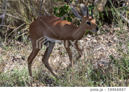 Kirk's dik-dik - Etosha National Park - Namibia 58968887