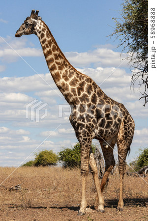 Giraffe - Botswana - Africa Giraffe - Botswana - Africa 58968888