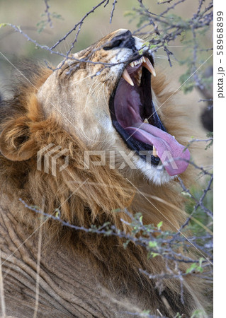 Male Lion - Botswana - Africa 58968899