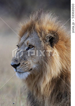 Male Lion - Botswana - Africa Male Lion - Botswana - Africa 58968900