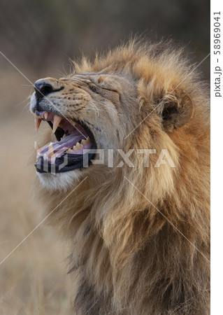 Mature Male Lion - Botswana 58969041